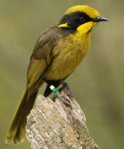 Yellow and black honeyeater